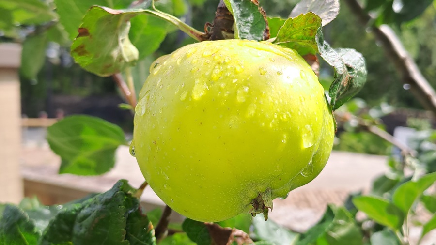 Orchard Apple